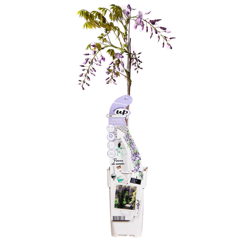 Wisteria sinensis 'Caroline' - Wisteria for your garden