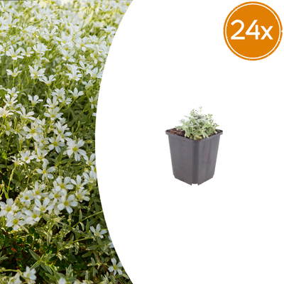 24x Hornkraut Filziges, 10-25cm, Ø9cm