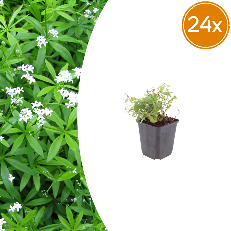 24x Waldmeister (Galium odoratum) - 10-25cm, Topf Ø9cm