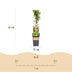 Green boutiQ - Fruit plant - Ribes uva-crispa Hinnonmäki Grün - Gooseberry - Hardy - Green Berry - 2 Plants - Pot 15cm - Height 50cm Bild 3
