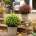 GreenboutiQ - Terrassenpflanze - Skimmia japonica Duo - Blüte Weiß & Rot - 10+ Blüten - 2 Pflanzen - Winterhart - Topf 10,5cm Höhe 25cm Bild 4