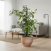 Ficus Benjamina 'Golden King' Ø17cm - 60-80cm: Eleganter Zimmerbaum Bild 5