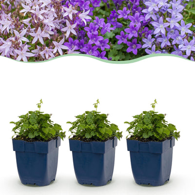 Green boutiQ - Perennial - Campanula portenschlagiana Tricolor - Peachleaf Bellflower - Ground Cover - Purple - Pink - White - 6 Plants - Pot 11cm - Height 15-25cm