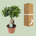 Ficus Ginseng Bonsai Pflanze Ø17cm, ca. 40cm hoch Bild 4
