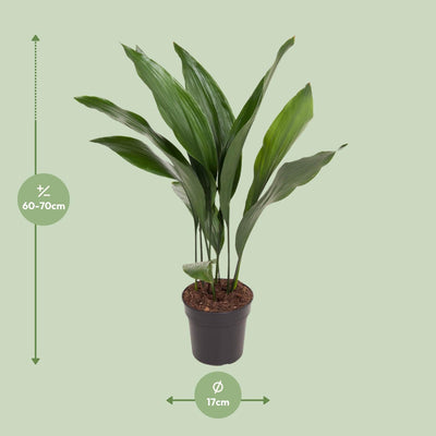 Aspidistra Elatior 'Die Bar' - 70cm Pflanze im 17cm Topf