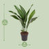 Aspidistra Elatior 'Die Bar' - 70cm Plant in 17cm Pot Bild 2