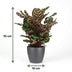 Calathea Makoyana: Peacock Plant in Pot, 70cm Bild 3