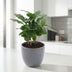 Coffea Arabica Kaffeepflanze im 12cm Topf, 30cm hoch Bild 3