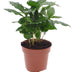 Coffea Arabica Kaffeepflanze im 12cm Topf, 30cm hoch Bild 2