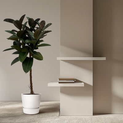 Ficus Elastica Robusta Stamm - 130 cm - Ø24cm - Blattpflanze