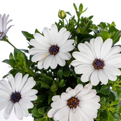 8x Osteospermum ecklonis Weiß im 12cm Topf, ca. 20cm hoch