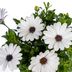 8x Osteospermum ecklonis White in 12cm pots, approx. 20cm high Bild 2