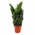 Zamioculcas, 75cm hoch, Ø21cm Topf Bild 1