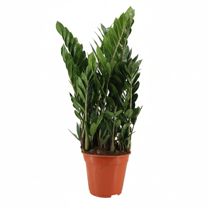 Zamioculcas, 75cm hoch, Ø21cm Topf