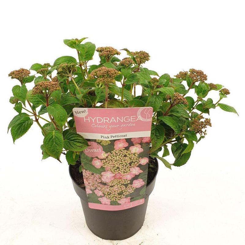 Hydrangea 'Pink Petticoat' in 19cm pot, 25cm tall, blooms pink