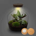 Flaschengarten - Fat Joe - ↕ 30 cm - Keine Werkzeuge Bild 3