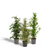Ficus Houseplant Set: Danielle, Twilight & Moclame Bild 1