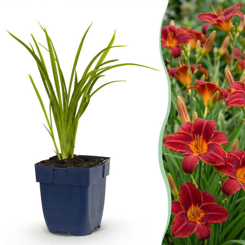 Green boutiQ - Perennial - Hemerocallis Autumn Red - Daylily - Bee and Butterfly Attractors - Red - 24 Plants - Pot 11cm - Height 15-25cm