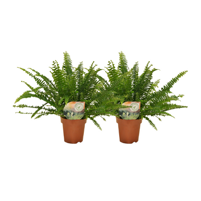 Nephrolepis Krullvaren - 2er Set - Ø12cm Topf - 30cm Höhe