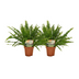 Nephrolepis Krullvaren - 2er Set - Ø12cm Topf - 30cm Höhe Bild 1