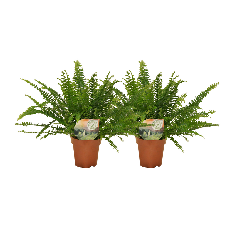Nephrolepis Krullvaren - 2er Set - Ø12cm Topf - 30cm Höhe