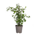 Ficus Benjamina Golden King Ø17cm - ↕60 - 80cm Bild 1