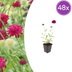 48x Knautia macedonica Perennial, 10-25cm, Ø9cm Bild 1