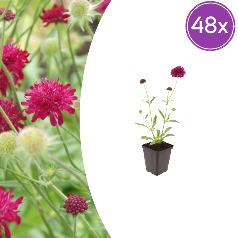 48x Knautia macedonica Perennial, 10-25cm, Ø9cm