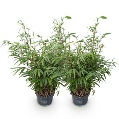 Fargesia robusta Pingwu Bambus: 2 Pflanzen, Topf 23cm, Höhe 80cm