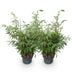 Fargesia robusta Pingwu Bamboo: 2 Plants, 23cm Pot, 80cm Height Bild 2