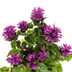 Monarda Didyma Purple: Bienenfreundliche Blütenschönheit für Ihren Garten Bild 3