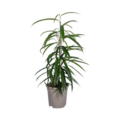Ficus Binnendijkii Alii Ø17cm - ↕60 - 80cm