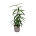 Ficus Binnendijkii Alii Ø17cm - ↕60 - 80cm Bild 1