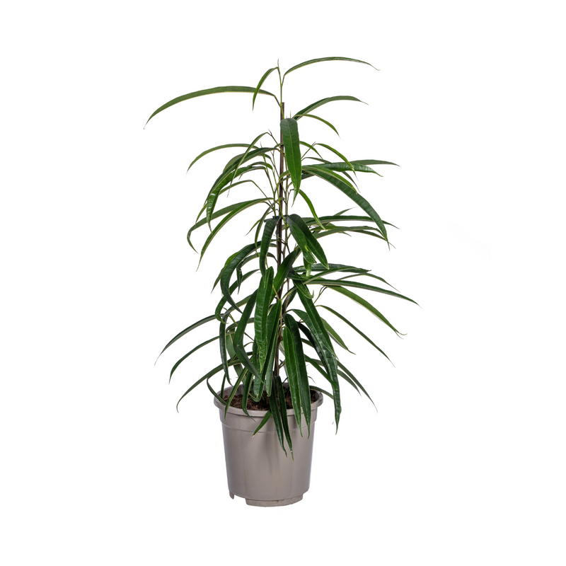 Ficus Binnendijkii Alii Ø17cm - ↕60 - 80cm
