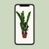Zamioculcas Zamiifolia (ZZ-Pflanze) - Ø14cm - ↕50cm Bild 5