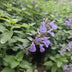 6x Catmint 'Walker's Low' Perennial ↕10-25cm Ø9cm Bild 7