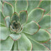 ROOTLESS Echeveria Pulidonis Sukkulente Ø12-14 cm - Wurzellose Rosette Bild 4