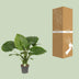 Alocasia Gageana 'California' - Elefantenohr, Ø21cm, ↕80cm Bild 4