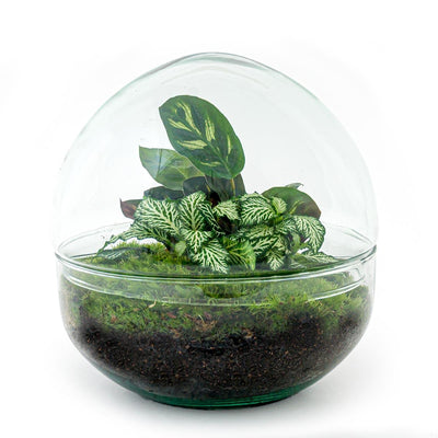 Flaschengarten Bausatz: Autarkes Mini-Biotop mit Werkzeugen