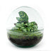 Bottle Garden Kit: Self-sufficient Mini Biotope with Tools Bild 2