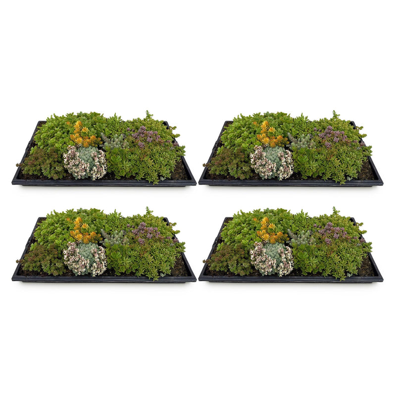 GreenboutiQ Sedum mat - 10 varieties, winter hardy, roof greening, 50x30cm