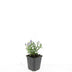 24x Aster 'Prof. Anton Kippenberg' purple, autumn bloomer, 10-25cm, Ø9cm Bild 2