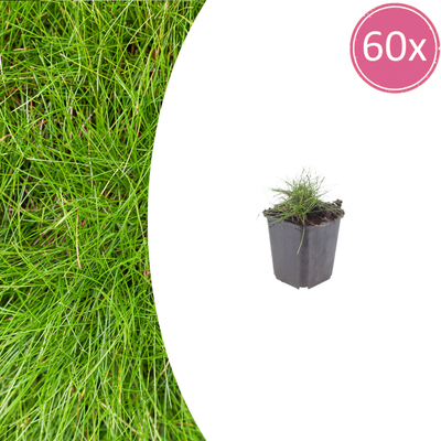 60x Festuca gautieri Zier-Schwingel, 10-25cm, Ø9cm