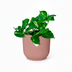Epipremnum Pinnatum 'Aureum' im ELHO Vibes Fold Topf (14cm, rosa) Bild 1