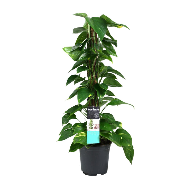 Scindapsus (Epipremnum) Hanging Plant, Ø19cm Pot, 80cm High