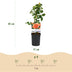 GreenboutiQ Kletterrose 'Rosa Orange Climber' - 2 Pflanzen Bild 3