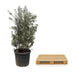 Olive tree Olea Europaea, trunk 250cm, Ø55cm Bild 4