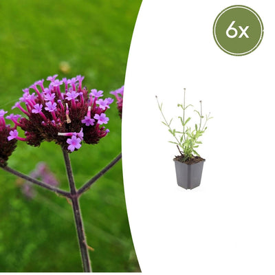 6x Verbena bon. 'Lollipop' - 10-25cm - Ø9cm
