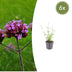 6x Verbena bon. 'Lollipop' - 10-25cm - Ø9cm Bild 1