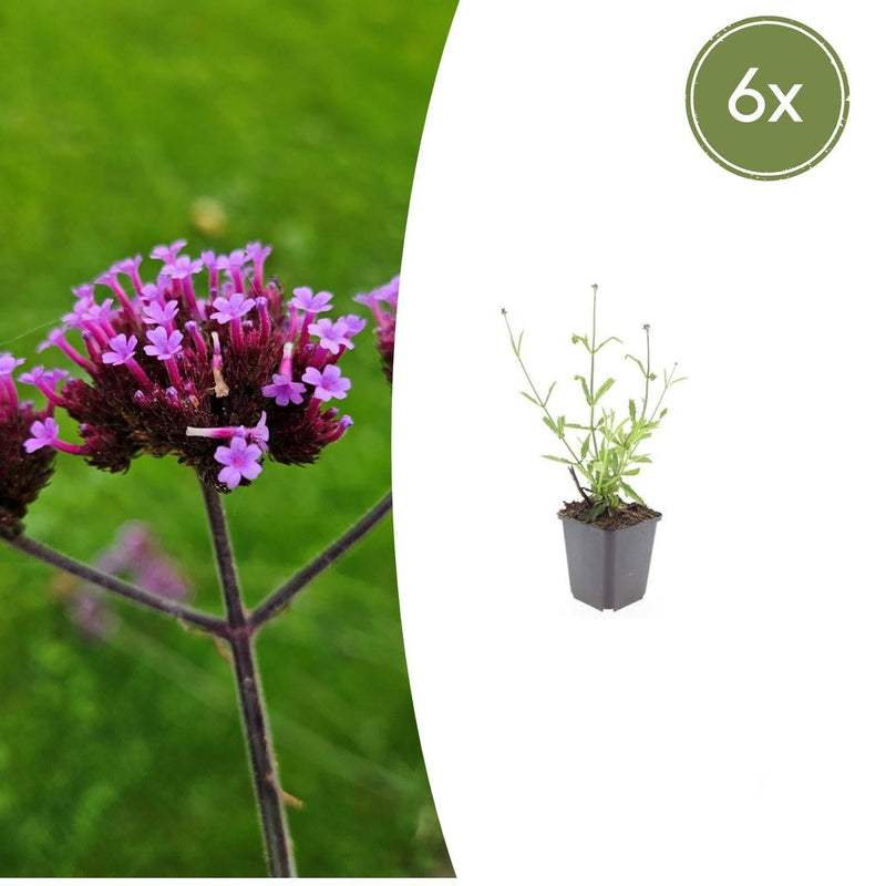 6x Verbena bon. 'Lollipop' - 10-25cm - Ø9cm